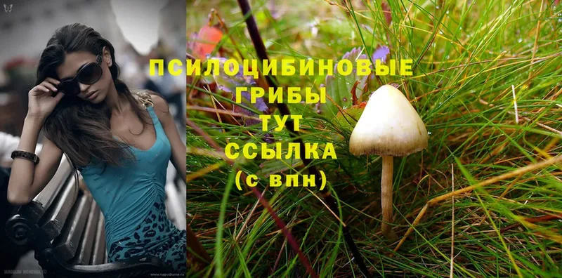 Галлюциногенные грибы Psilocybine cubensis  Югорск 